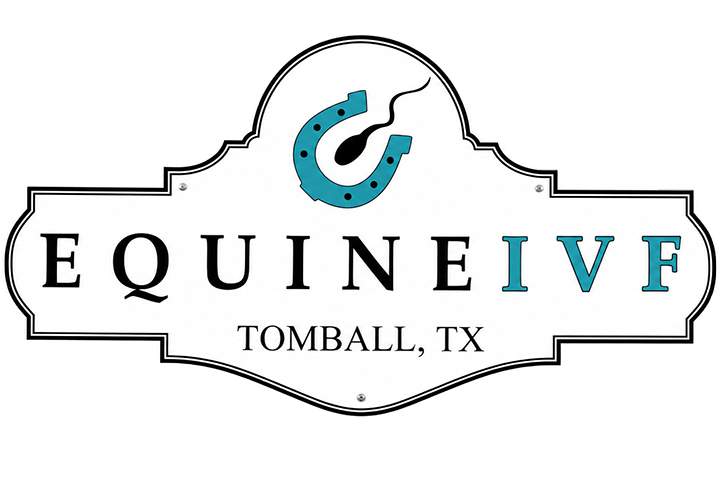 Equine IVF